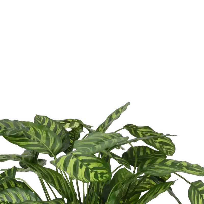 Closeup af Kunstig grøn calathea - H: 65 cm.