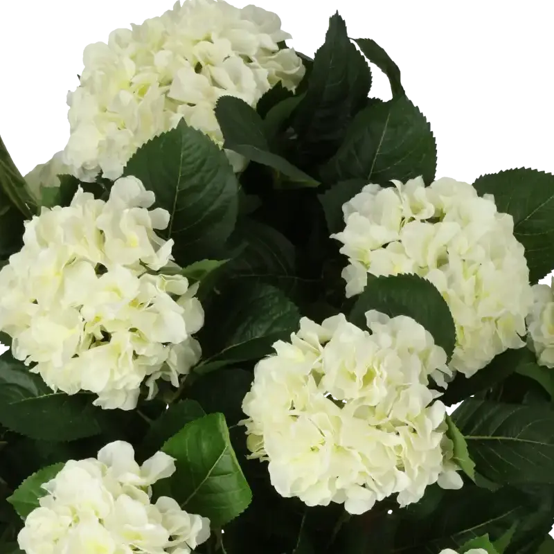 Closeup af Kunstig hortensia træ hvid - H: 65 cm.