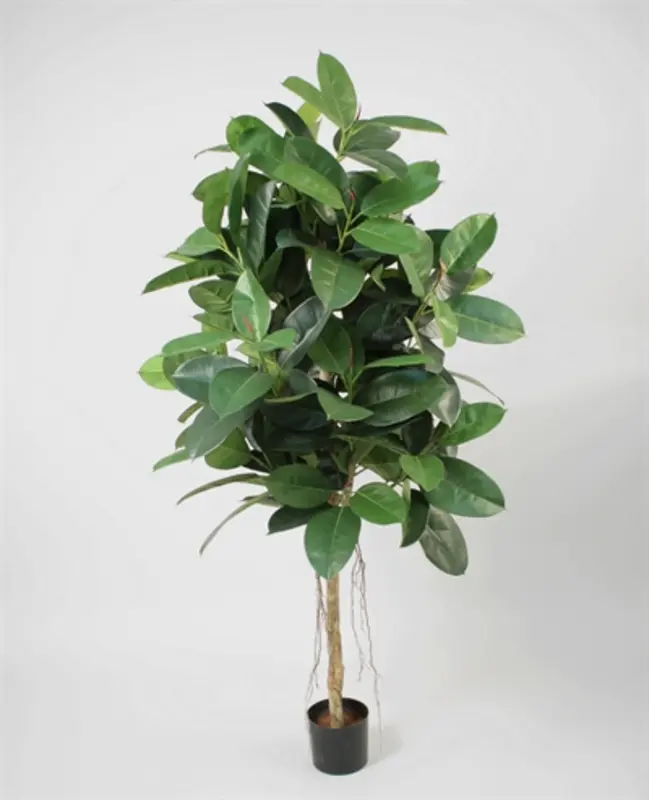 Kunstig gummiplante træ - H 200 cm.