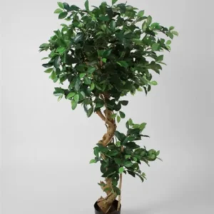 Kunstig Ficus Retusa spiral - H: 140 cm.