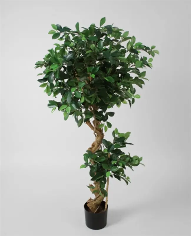 Kunstig Ficus Retusa spiral - H: 140 cm.