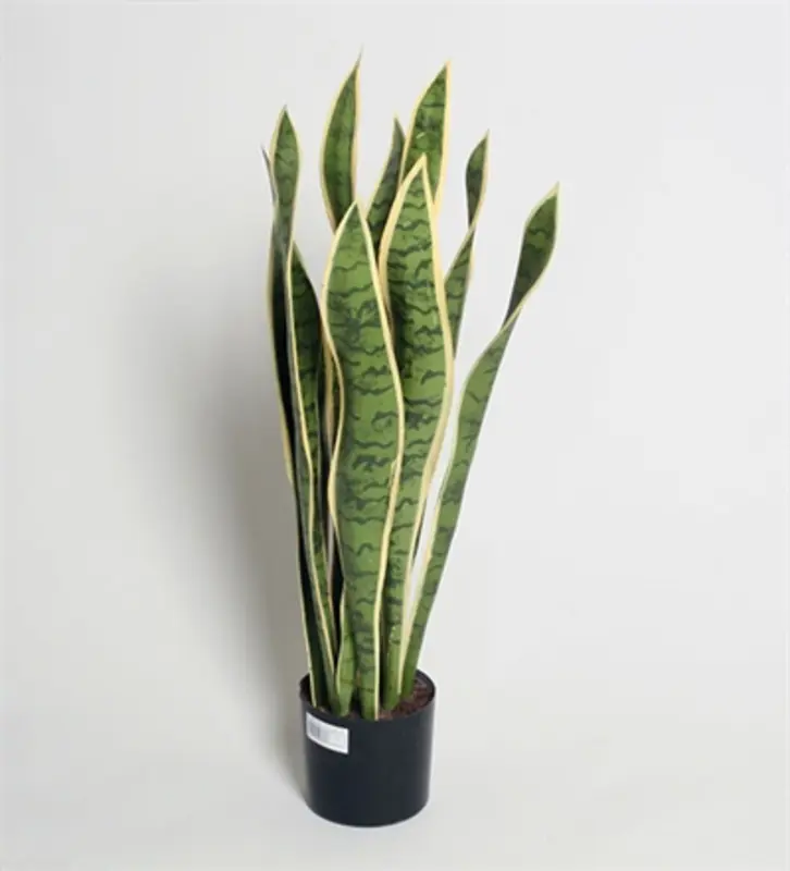 Kunstig svigermors skarpe tunge - H 70 cm.