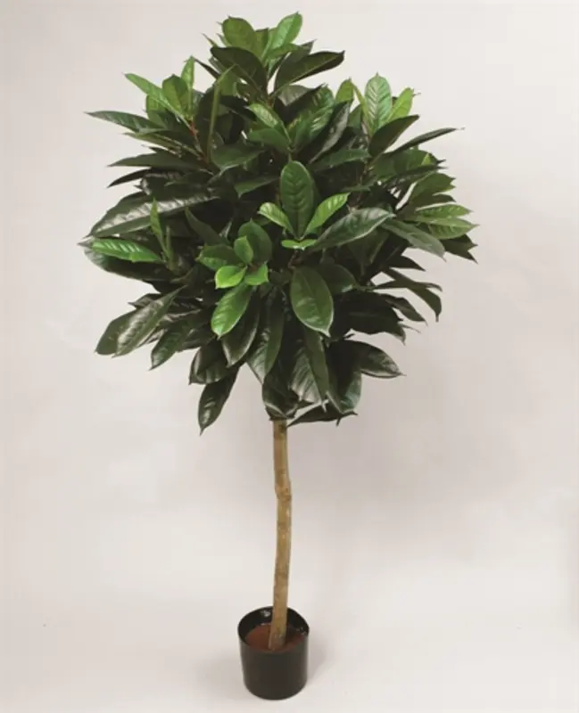 Kunstig ficus cyathistipula træ - H: 170 cm.