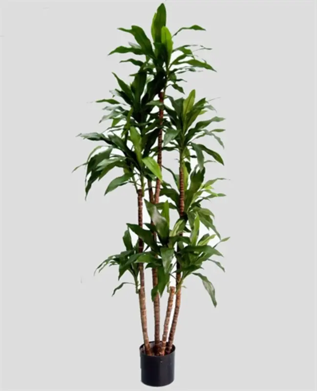 Kunstig dracena palme - H: 170 cm.