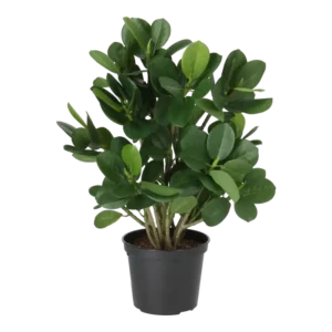 Kunstig ficus panda - H: 30cm.