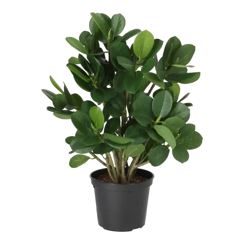 Kunstig ficus panda - H: 30cm.