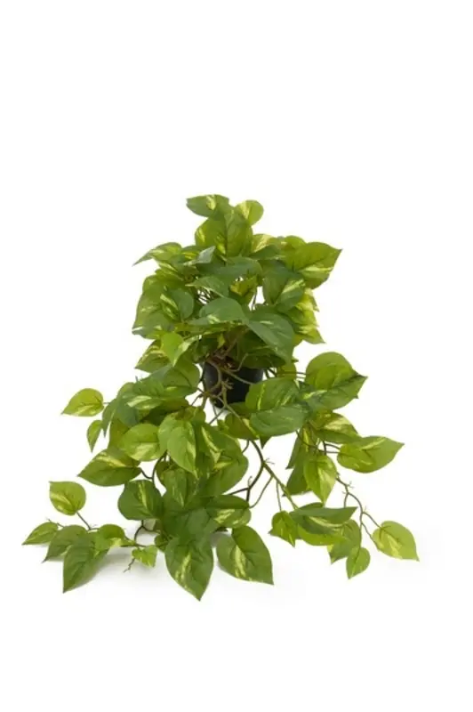 Kunstig Guldranke med potte - L: 55 cm.
