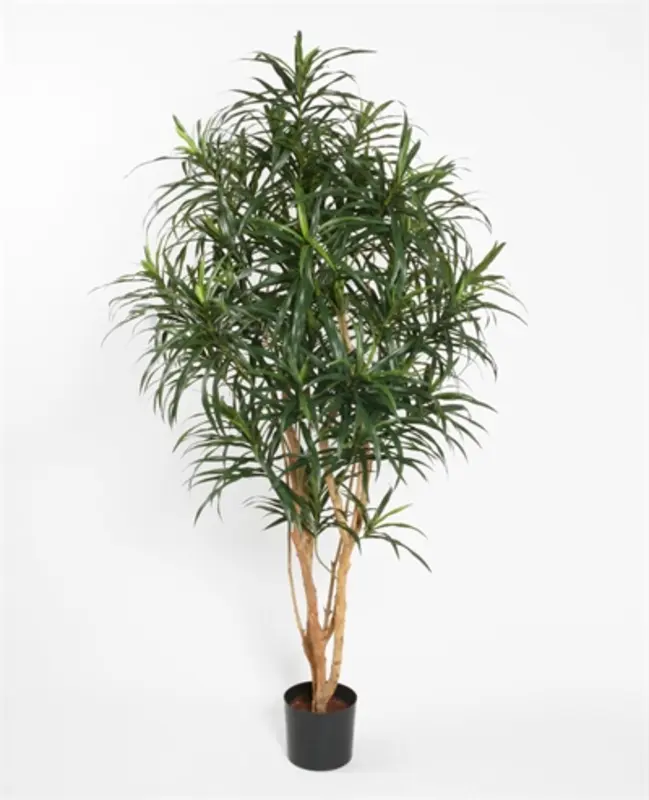 Kunstig Dracena Reflexa - H: 150 cm.