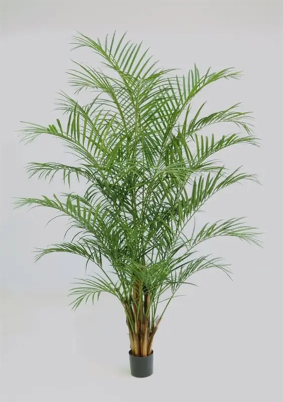 Kunstig areca palme - H: 230 cm.