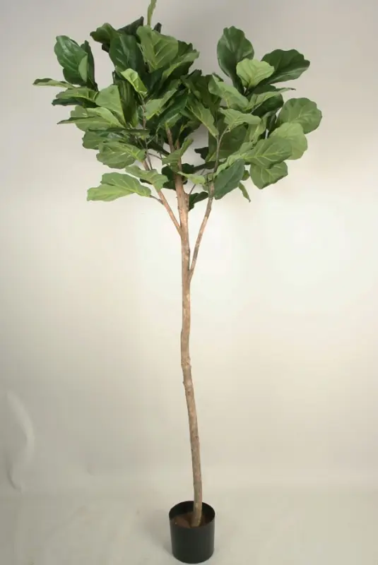 Kunstig opstammet violinfigen - H: 180 cm.