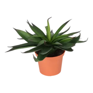Kunstig lille agave - H: 20 cm.