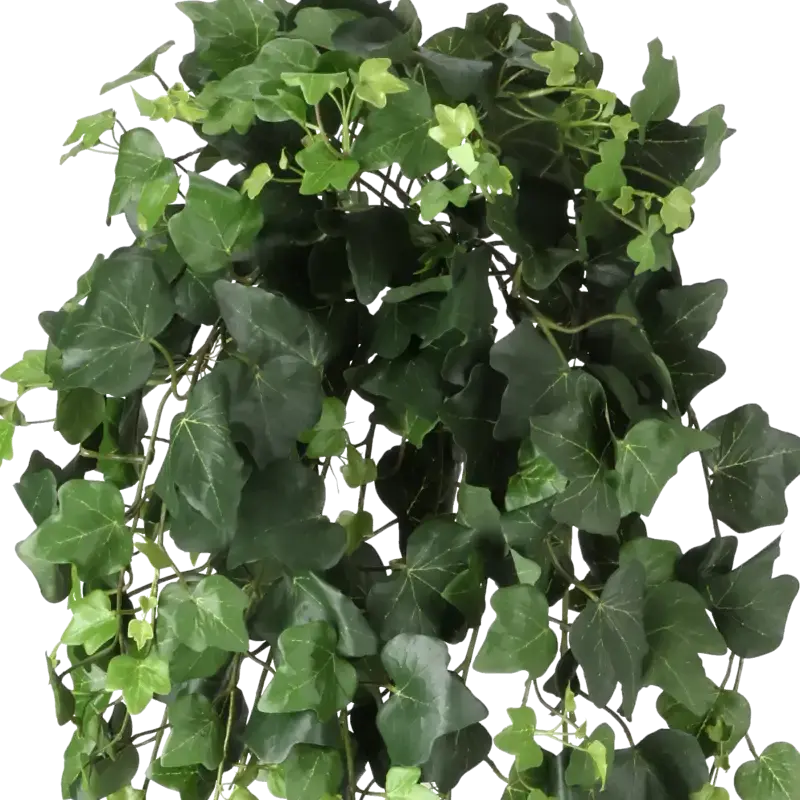 Closeup af Kunstig efeu hængebusk FR - L: 75 cm.