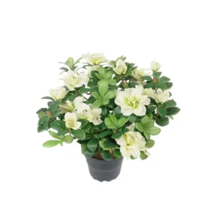 Kunstig azalea i hvid- H: 25 cm.