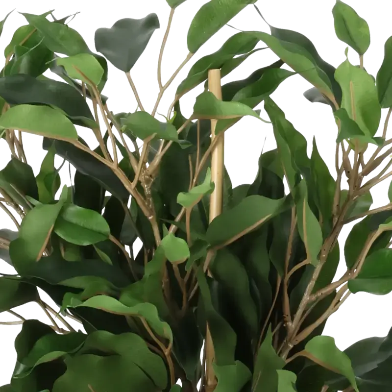 Closeup af Kunstig grøn Ficus - H: 40 cm.