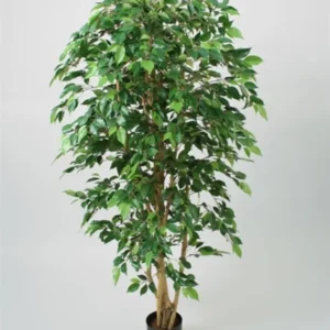 Kunstig ficus natasja - H: 170 cm.