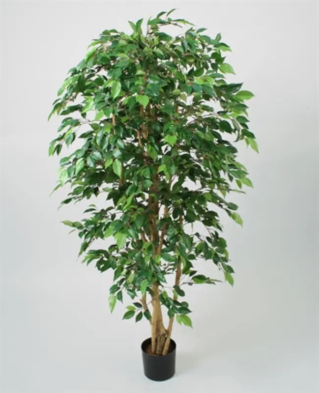 Kunstig ficus natasja - H: 170 cm.