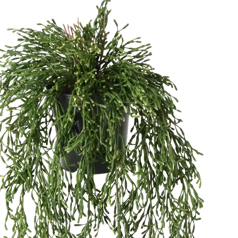 Closeup af Kunstig rhipsalis hængeplante - L: 65 cm.