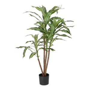 Kunstig Dracaena - H: 80 cm.