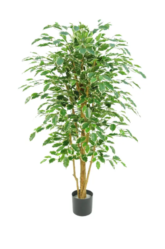 Kunstig ficus benjamina golden green - H: 170 cm.