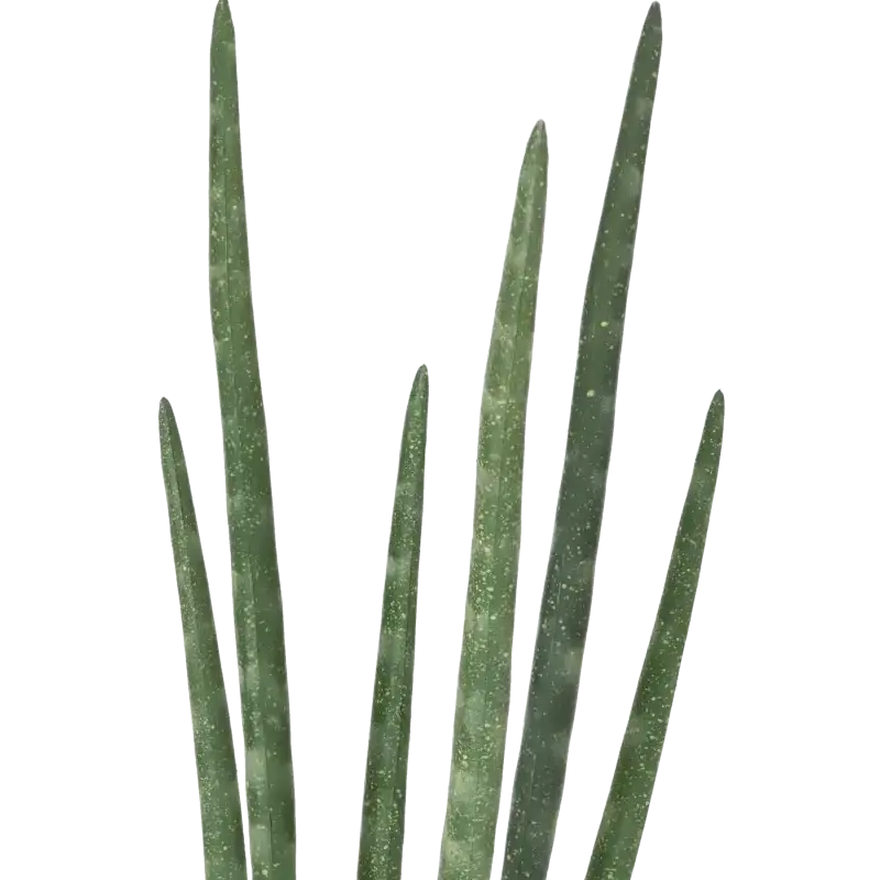 Closeup af Kunstig Sanseveria - H: 40 cm.