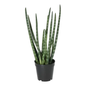 Kunstig Sanseveria - H: 50 cm.