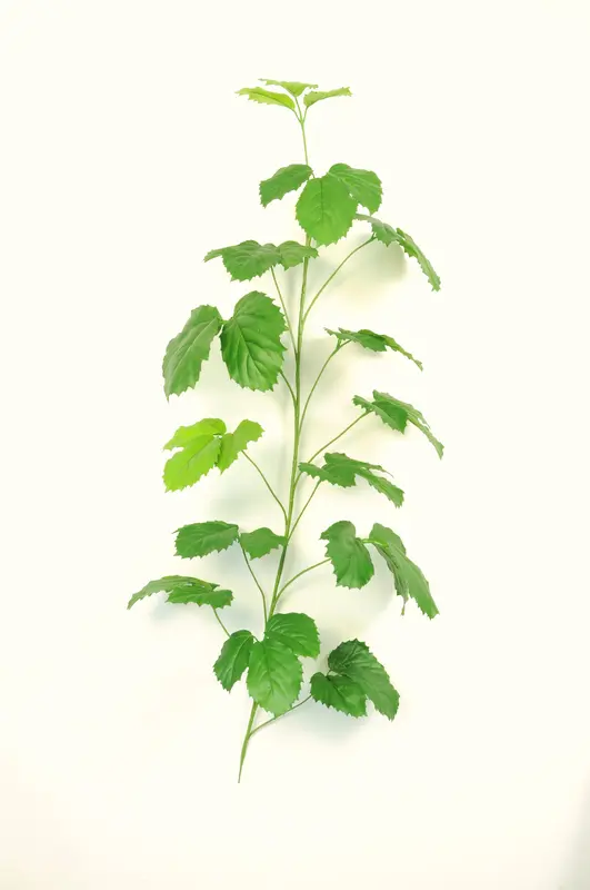 Kunstig tetrastigma - L: 150 cm.