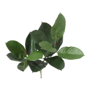 Kunstig gummiplante gren FR - L: 60 cm.