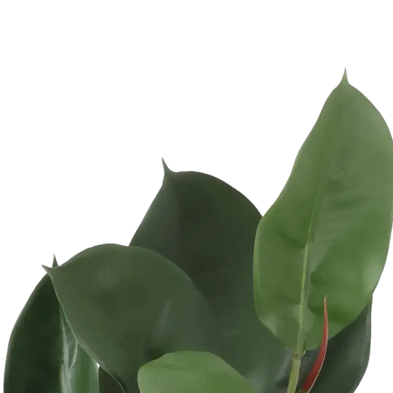 Closeup af Kunstig gummiplante gren FR - L: 60 cm.