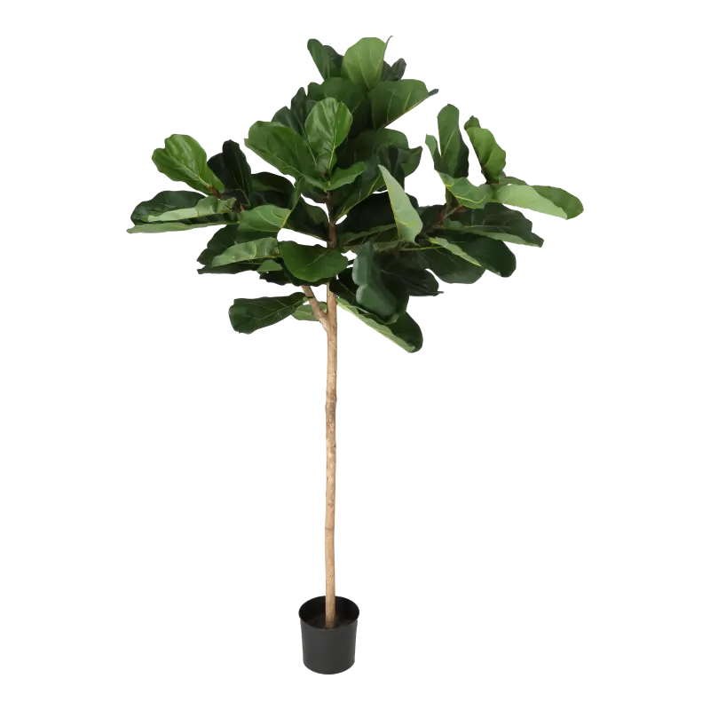 Kunstig violinfigen opstammet - H: 165 cm.