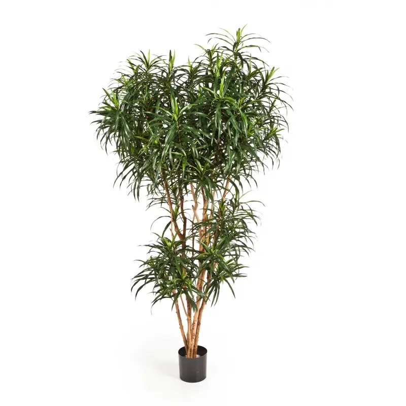 Kunstig Dracena Reflexa træ - H: 180 cm.
