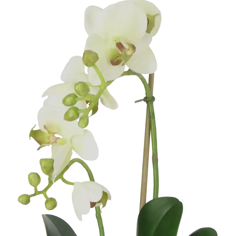 Closeup af Kunstig orkidé creme-lime - H: 45 cm.