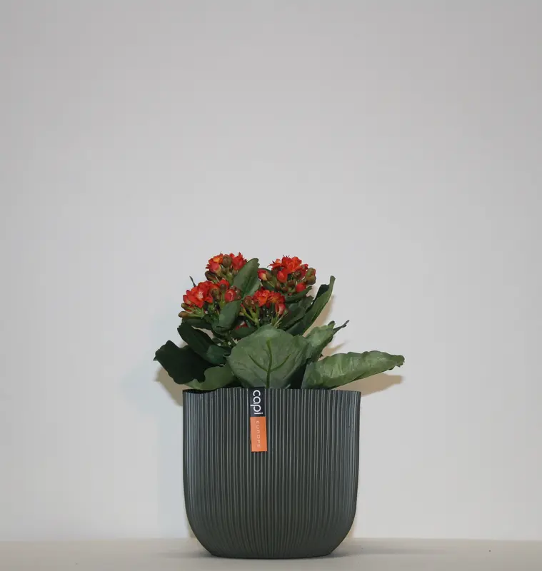 Kunstig Kalanchoe orange - H: 20 cm.