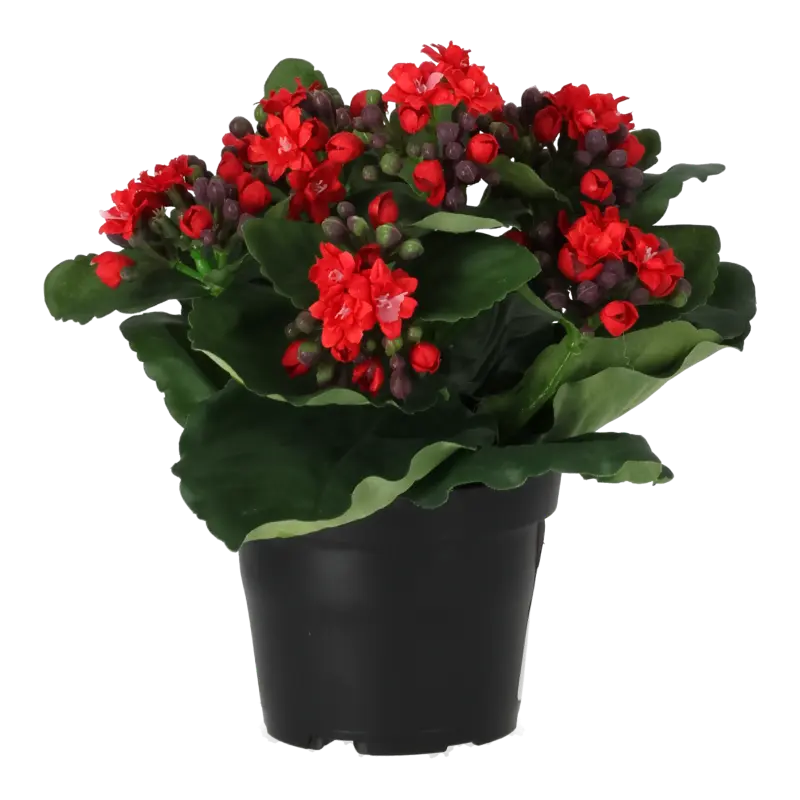 Kunstig Kalanchoe rød - H: 20 cm.