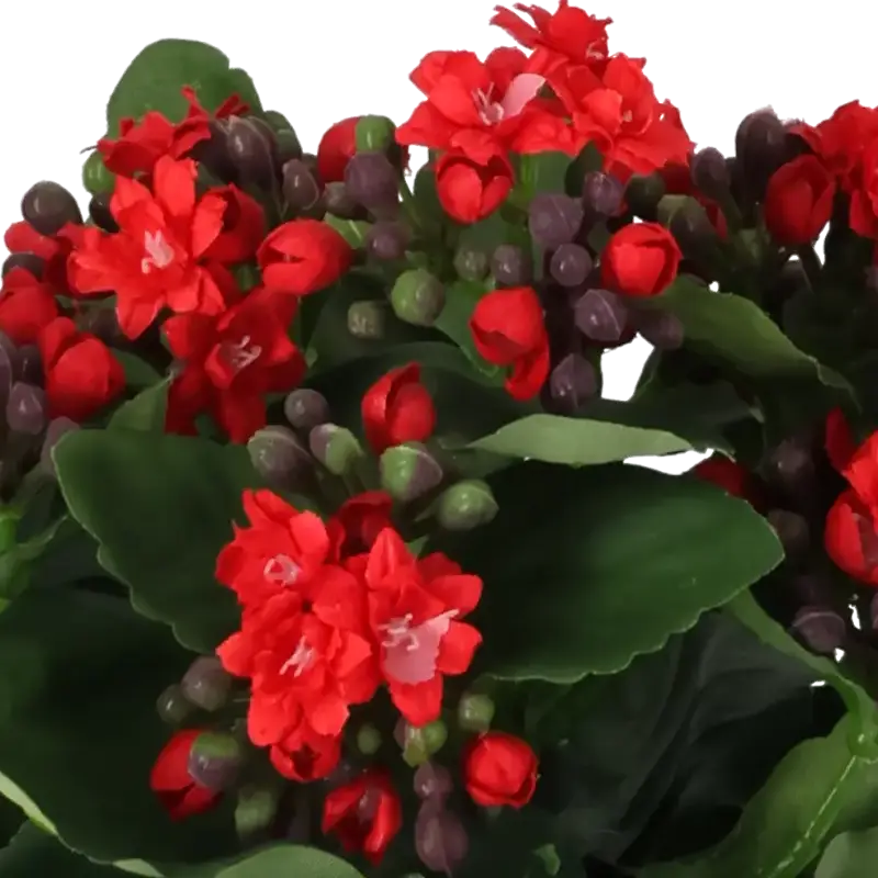 Closeup af Kunstig Kalanchoe rød - H: 20 cm.