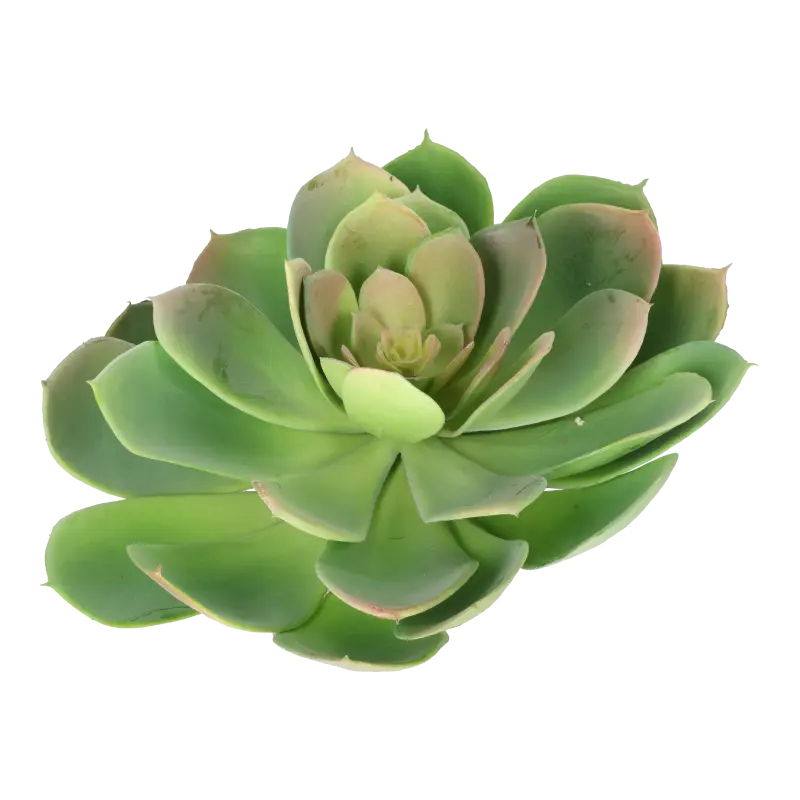 Kunstig echeveria rosea D: 20 cm.