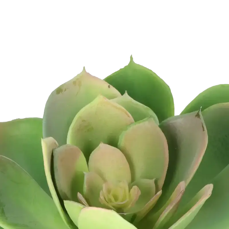 Closeup af Kunstig echeveria rosea D: 20 cm.