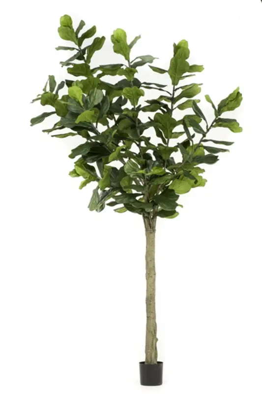 Kunstig violinfigen træ - H: 300 cm.