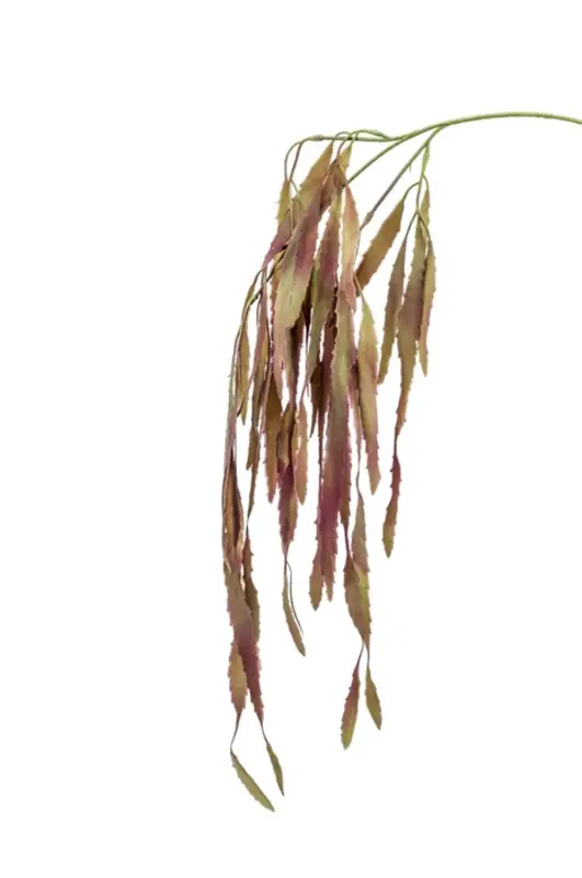 Kunstig Rhipsalis gren burgundy - L: 35 cm.