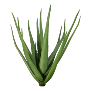 Kunstig aloe vera - H: 60 cm.
