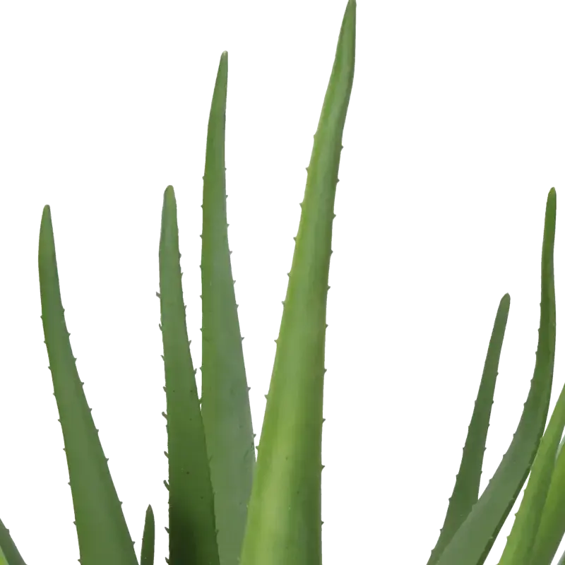 Closeup af Kunstig aloe vera - H: 60 cm.