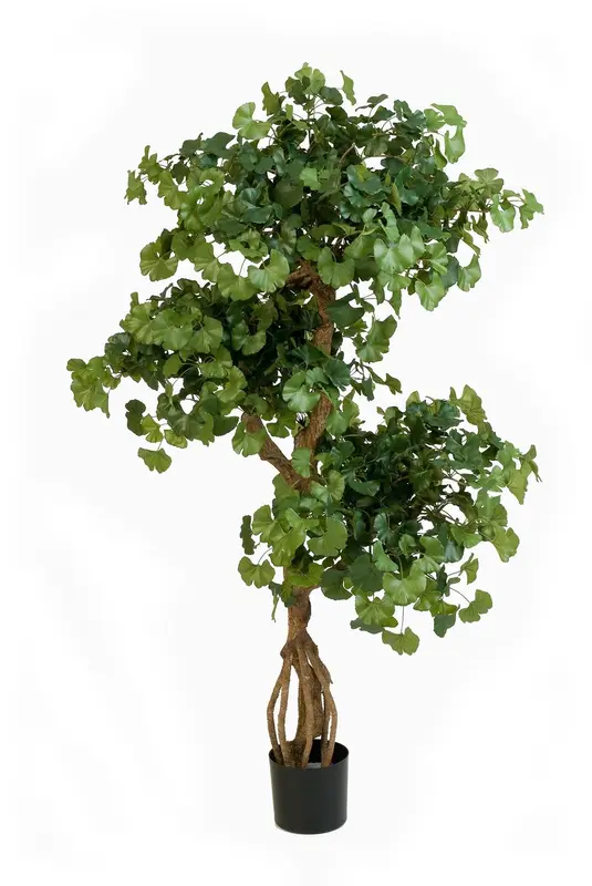 Kunstig Gingko on crazy trunk FR - H: 145 cm.