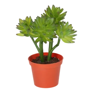 Kunstig echeveria sukkulent - H: 22 cm.