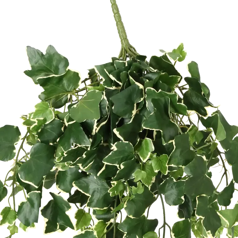 Closeup af Kunstig efeu hængeplante - L: 75cm.