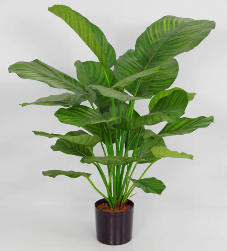 Kunstig calathea fasciata i potte - H: 72 cm.