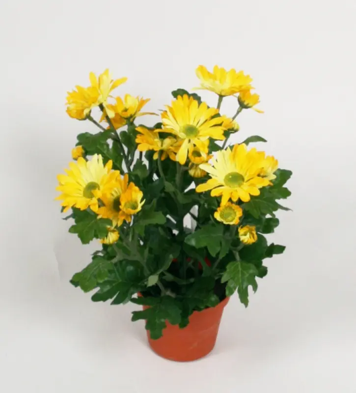 Kunstig krysantemum gul - H: 25 cm.