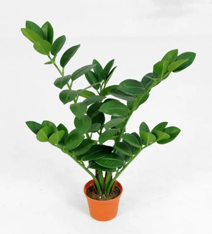 Kunstig zamioculcas plante - H: 50 cm.