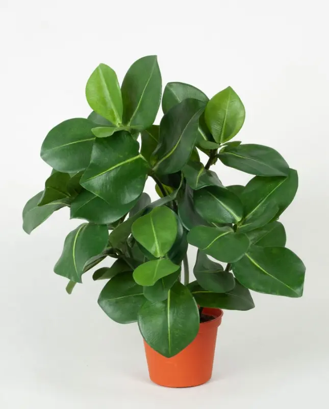 Kunstig Clusia- H: 45 cm.