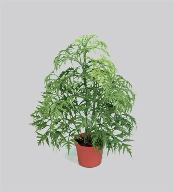 Kunstig ming Aralia busk - H: 37 cm.