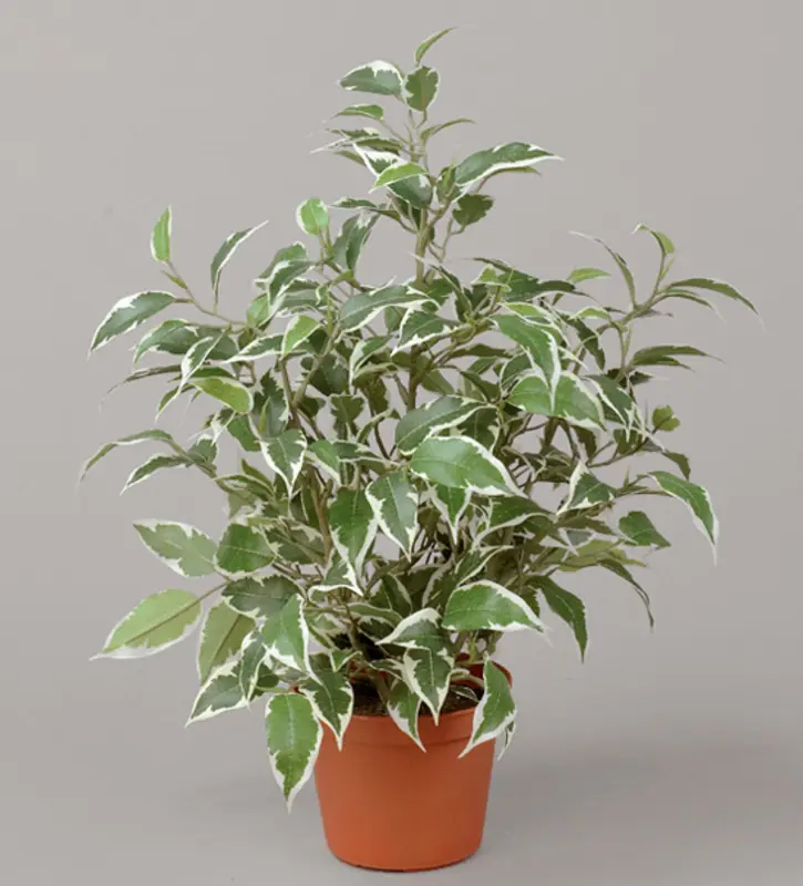 Kunstig hvid/grøn Ficus natasja - H: 31 cm.