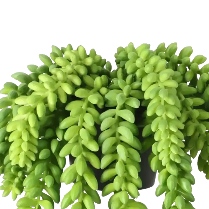 Closeup af Kunstig sedum rupestre - L: 14 cm.